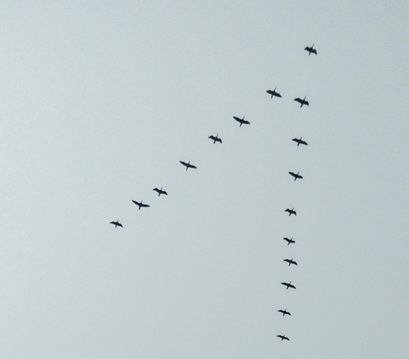Birds in V formation. Cropped version of Birds V formation photo by Inu Etc, CC BY-SA 4.0, via Wikimedia Commons