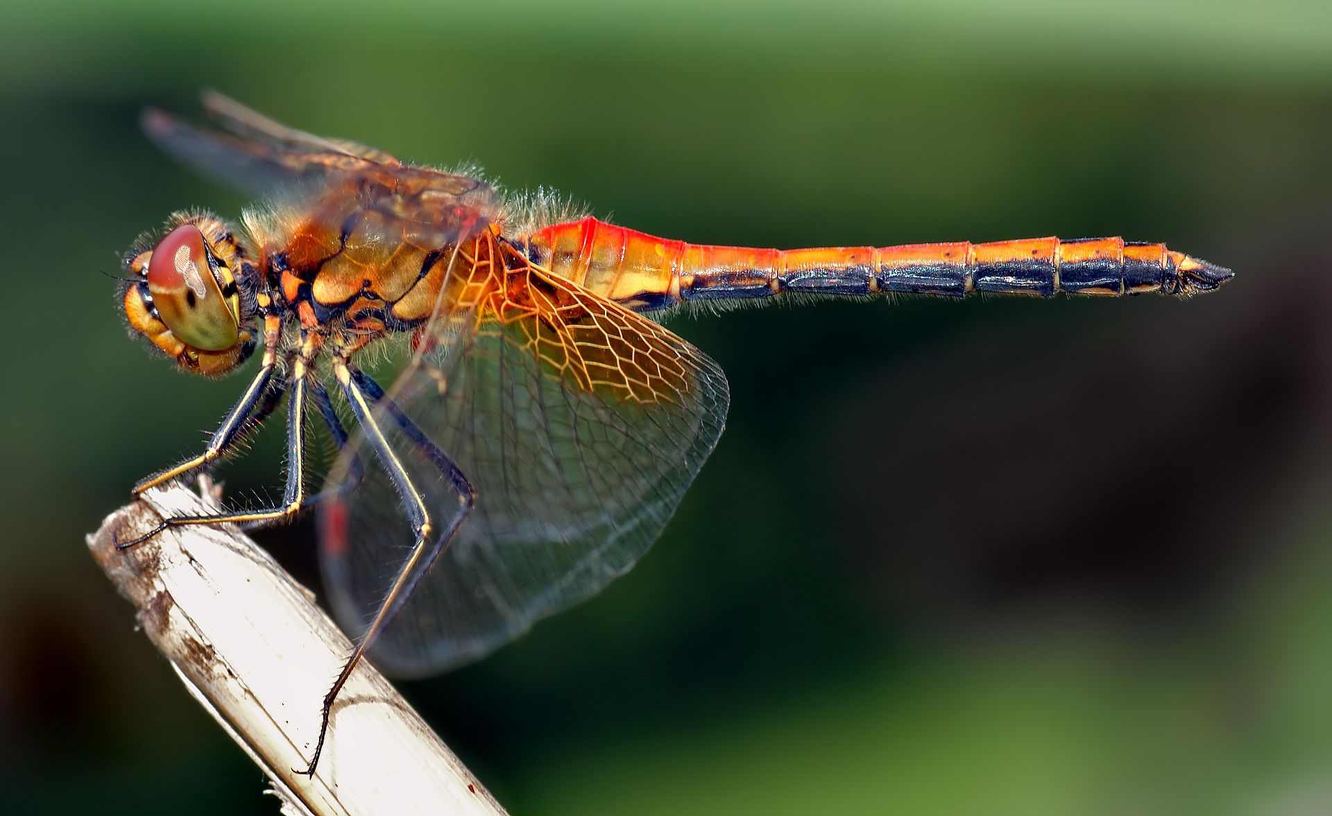 A dragonfly